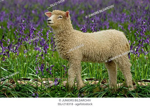 Cotswold Sheep. Lamb standing on a pasture with flowering Harebells in background. England