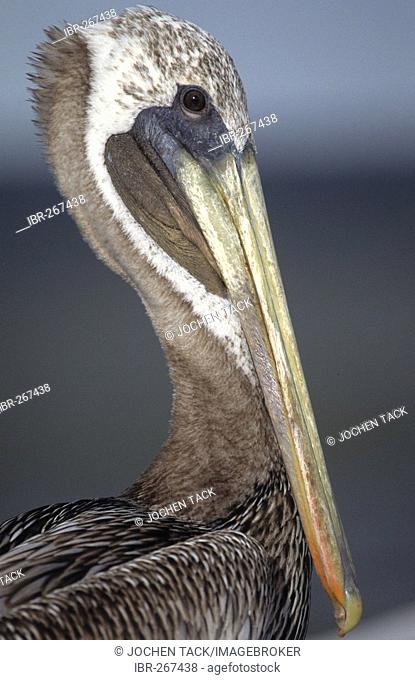 Pelican (pelicanus onocrotalus)