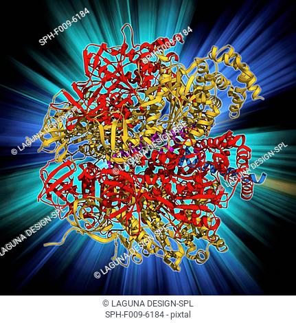 ATPase and inhibitor. Computer model of an ATP synthase (ATPase) molecule from a mitochondrion complexed with its inhibitor protein IF1