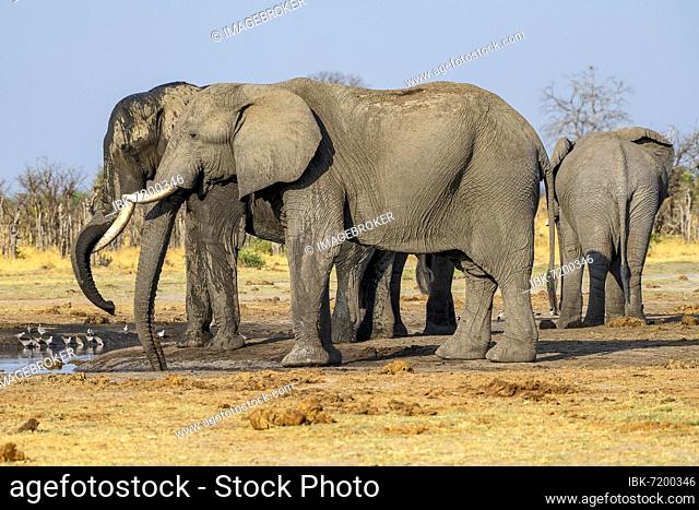 African elephant (Loxodonta africana), group at waterhole, Savuti, Chobe National Park, Botswana, Africa