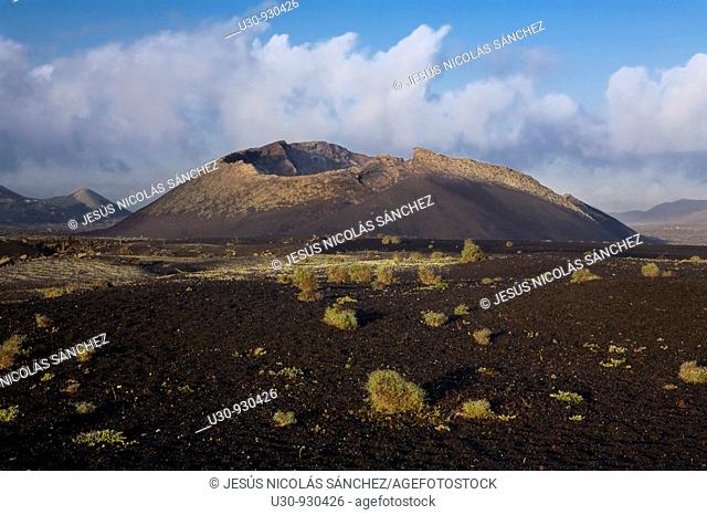 Aulaga majorera Launacea arborescens and lichens colonizing volcanic ash near to the Raven Volcano  Volcan del Cuervo  Mancha Blanca  Tinajo  Lanzarote  Las...