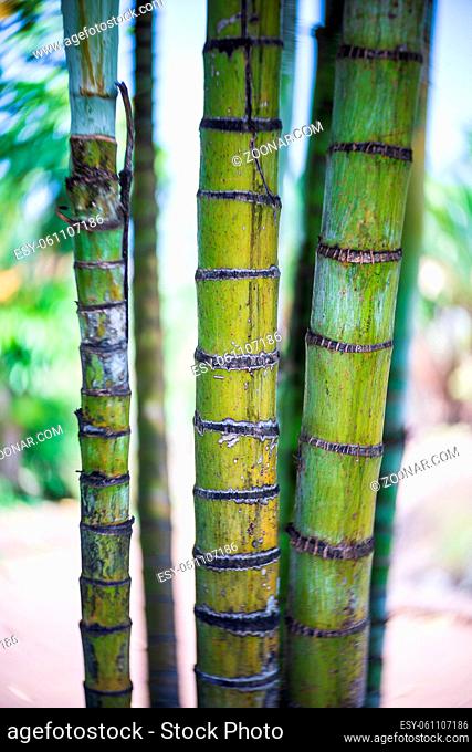 Bamboo trunks close-up. Background. Focus in the center