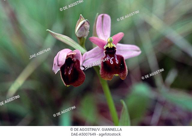 Hybrid between Ophrys argolica biscutella and Ophrys holosericea chestermanii, Orchidaceae