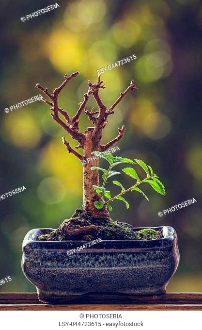 Dry bonsai tree trunk in a pot with fresh green sprigs over blurred natural background. Nature revival power. Resilience concept. Life triumph