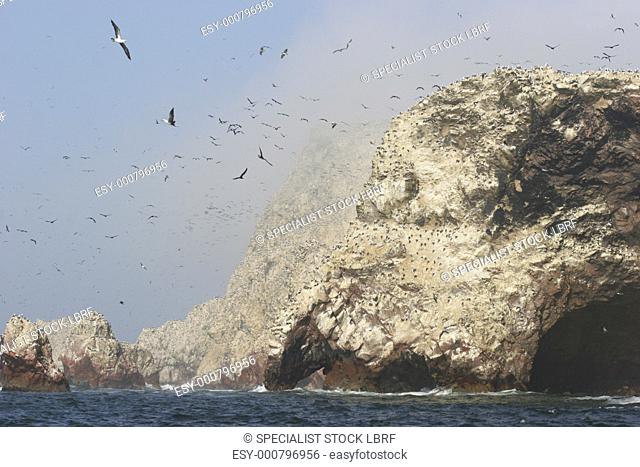 Peruvian Booby colony at the rocky Islas Ballestas A4 only