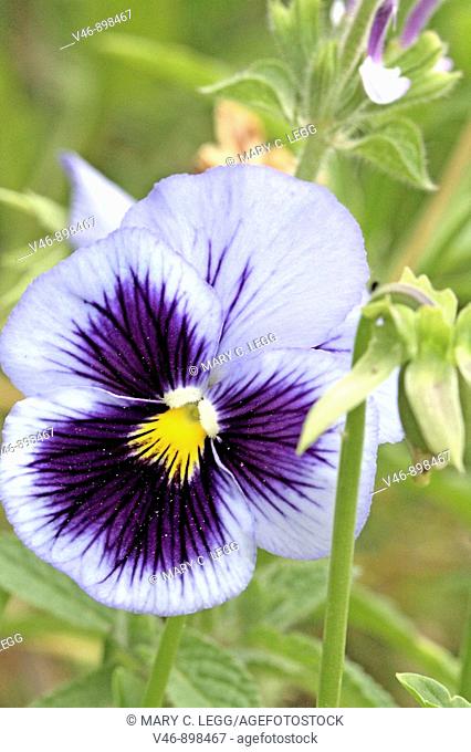 Lavender dogface pansy with a bud. Lavender pansy with a smiling dogface  attracts attention in a garden. Pansies are perfect border flowers for a creative...