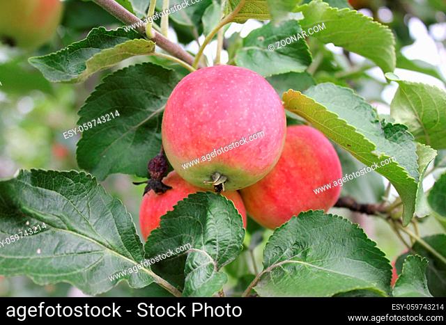Red ripe apples on a branch 20512