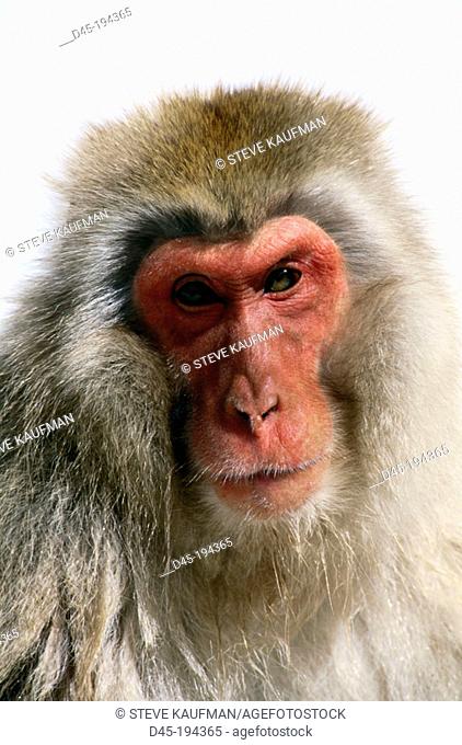Japanese Macaque (Macaca fuscata). Japan