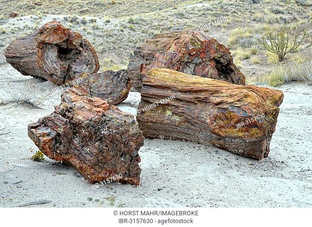 Fragments of silicified tree trunks, Crystal Forest