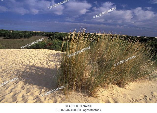 Spain, Andalusia, Coto Donana national park. Sand dunes