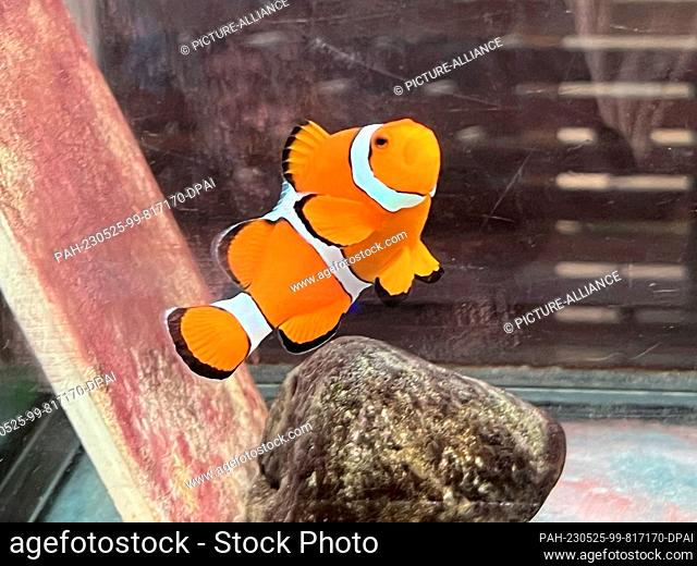 27 April 2023, Thailand, Koh Phi Phi: A clownfish swims in a tank at the Marine Discovery Center at the SAii Phi Phi Island Village resort