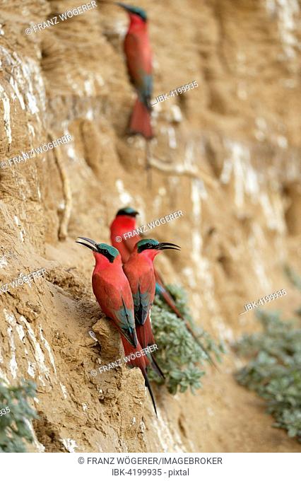 Southern Carmine Bee-eaters (Merops nubicoides), at the breeding wall, steep shore on the Luangwa river, South Luangwa National Park, Zambia