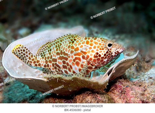 Honeycomb grouper (Epinephelus merra), resting on stony coral (Cosinarea macneilli), Palawan, Mimaropa, Sulu Lake, Pacific Ocean, Philippines