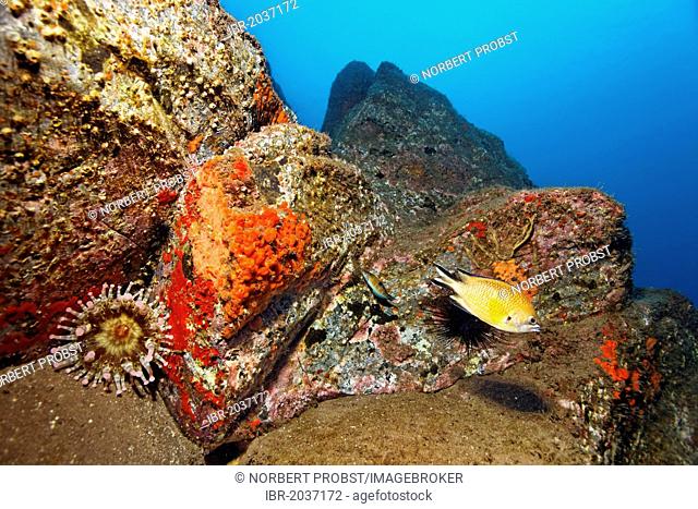 Blunt-tentacled Anemone (Telmatactis cricoides), Atlantic Damselfish (Chromis limbata), Common Sponge (Crambe crambe), Acorn Barnacles (Balanus trigonus)