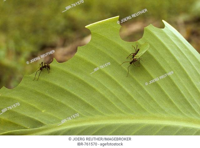 Leaf-cutting Ants or Leafcutters (Atta cephalotes) consuming a leaf, Belize, Central America
