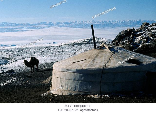 Khalkha winter sheep camp. Ger or Yurt with flu pipe from interior fireplace, the Khalkha family home in snow covered landscape with bactrian camel at side and...