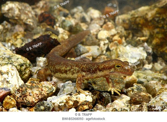 Corsian brook salamander, Corsican mountain newt (Euproctus montanus), male under water, France, Corsica, Col de Bavella