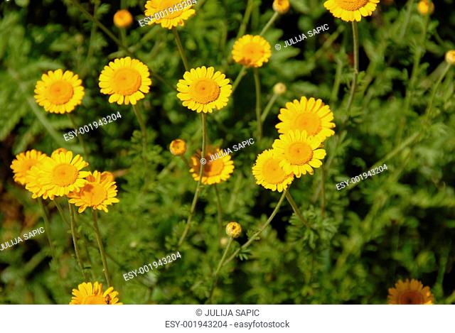 Meadow yellow flowers