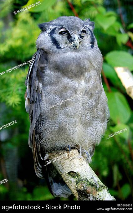 Giant Eagle Owl (Bubo lacteus)