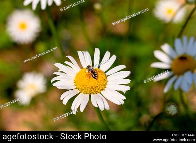 drinking nectar bee sits on a white daisy in the spring quiet day on the meadow closeup background Natures