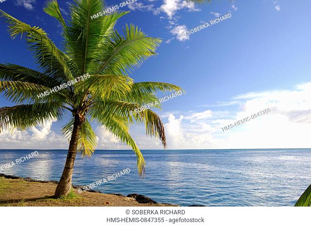 France, French Polynesia, Society Islands, Windward Islands, Tahiti, Tehupoo, palm tree (Phoenix dactylifera) at the seaside