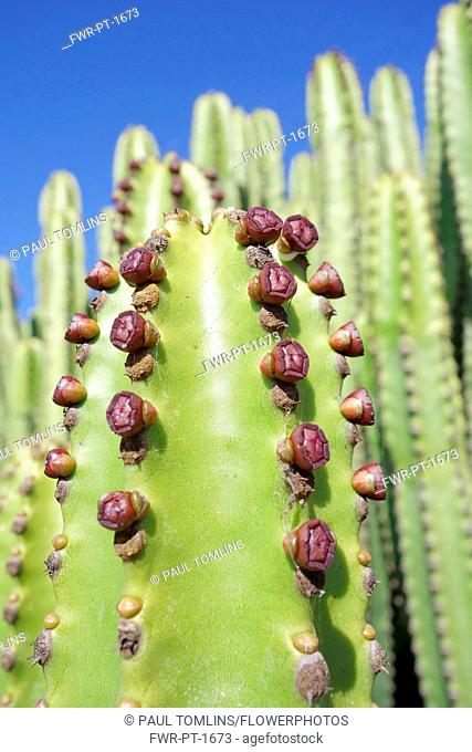 Candelabra tree, Euphorbia candelabrum, Side view showing pattern against a blue sky.-