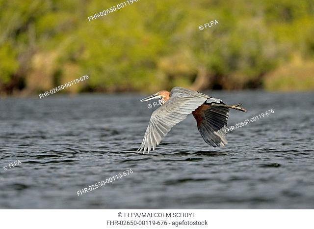 Goliath Heron (Ardea goliath) adult, in flight over water, Kafue N.P., Zambia, November