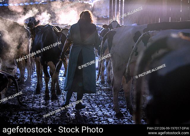 PRODUCTION - 22 November 2023, Mecklenburg-Western Pomerania, Bützow: Rural vet Ricarda Reincke uses an ultrasound machine to examine a dairy cow in a barn on...