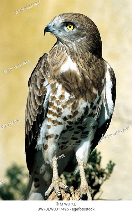 short-toed eagle Circaetus gallicus, on pile, France, Provence