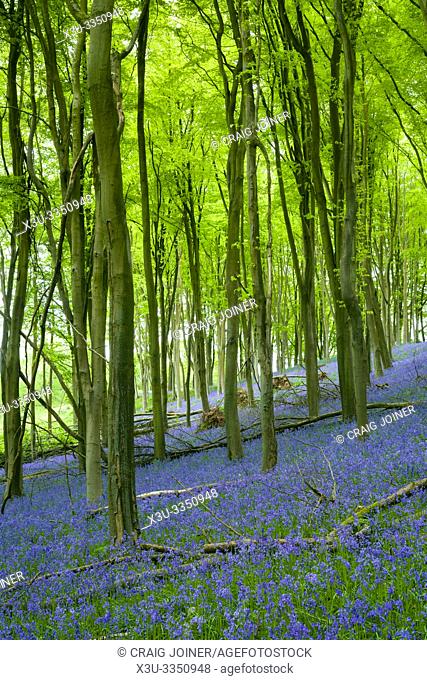 Bluebells at Prior's Wood near portbury, North Somerset, England