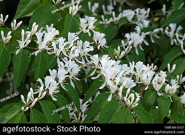 Amur honeysuckle, Lonicera maackii, Mass of small white flowers growing outdoor