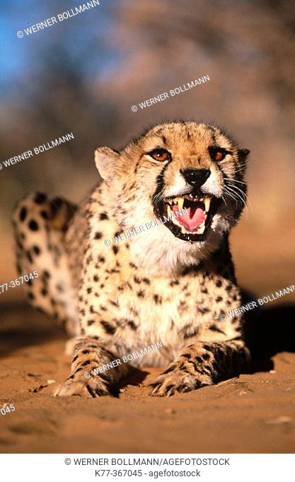 Cheetah (Acinonyx jubatus) in captivity. Game Farm. Namibia