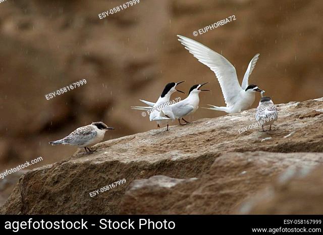 White-fronted terns Sterna striata. Adults and juveniles. Cape Kidnappers Gannet Reserve. North Island. New Zealand