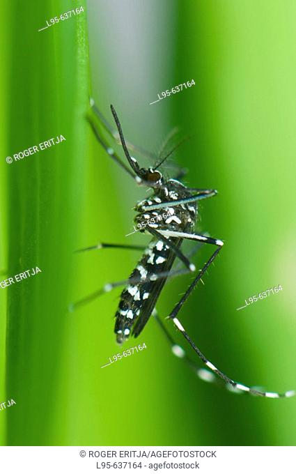 Female Asian Tiger Mosquito (Aedes albopictus) resting on a plant leaf, Spain