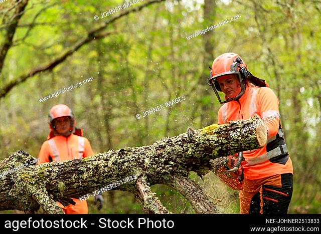 Female lumberjacks cutting log in forest