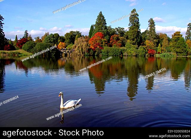 Autumn lake view of trees and swan