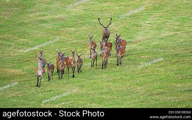 Dominant red deer, cervus elaphus, following herd of hinds in rutting season. Group of animals moving on pasture in autumn