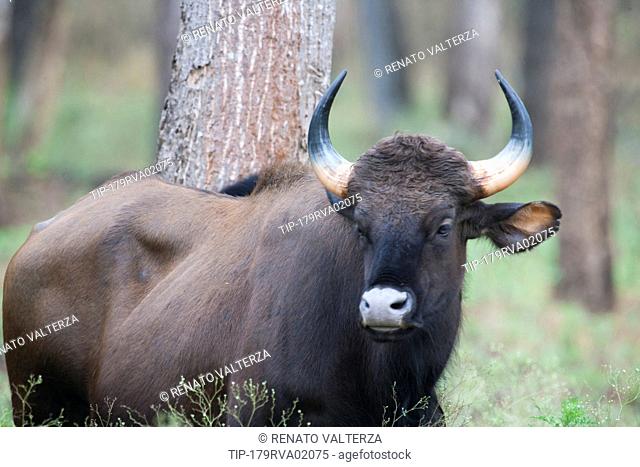 India, Karnataka, Rajiv Gandhi National Park, Indian bison or Gaur, Bos gaurus