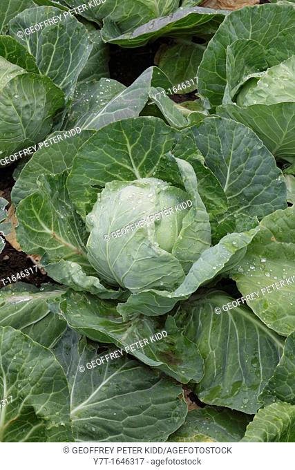 Cabbage 'Derby Day' - early ballhead summer cabbage  This variety has good resistance against bolting