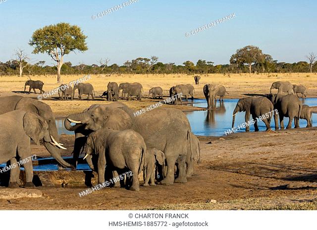 Zimbabwe, Matabeleland North Province, Hwange National Park, Davison's Camp, Wild African Elephant (Loxodonta africana)