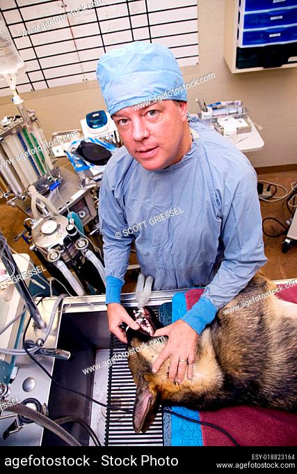Veterinarian with dog pre-operation