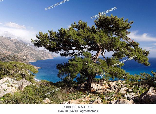 Tree, Brutia pine, pine, grove, Greece, Europe, sky, Calabrian pine, pine, conifer, Crete, coast, coastal scenery, scenery, landscape, Libyan sea, sea