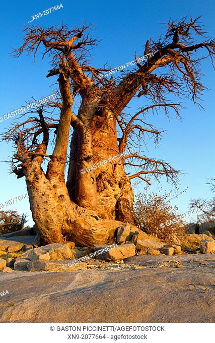 Baobabs (Adansnia digitata), Kubu isalnd, in the south west of Sowa Pan, Makgadikgadi pans, Botswana, Africa