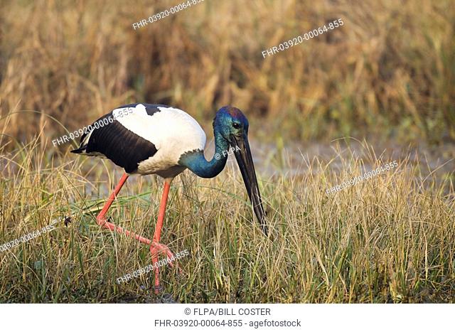 Black-necked Stork Ephippiorhynchus asiaticus adult male, foraging amongst vegetation in shallow water, Keoladeo Ghana N P Bharatpur, Rajasthan, India