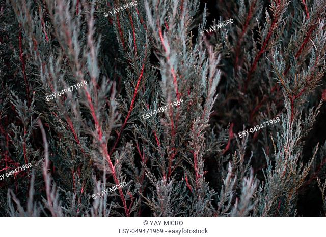 Tuja leaves closeup. Leaves are dark green colour and branches are dark red colour