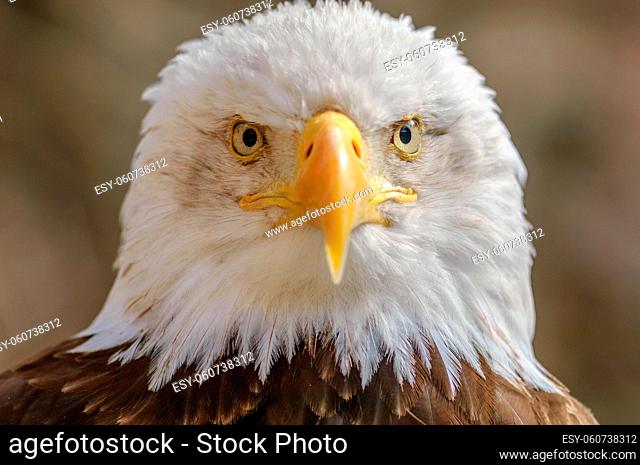 Bald Headed Eagle, close up shot with blurred background