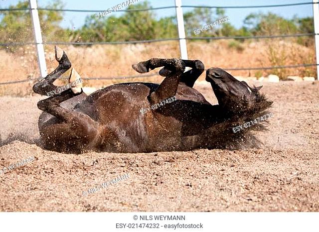 PRE Pura Raza Espanola Pferd rollt sich im Staub im Sommer