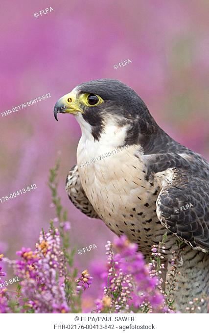 Peregrine Falcon Falco peregrinus adult, close-up of head and chest, standing amongst flowering heather, September captive
