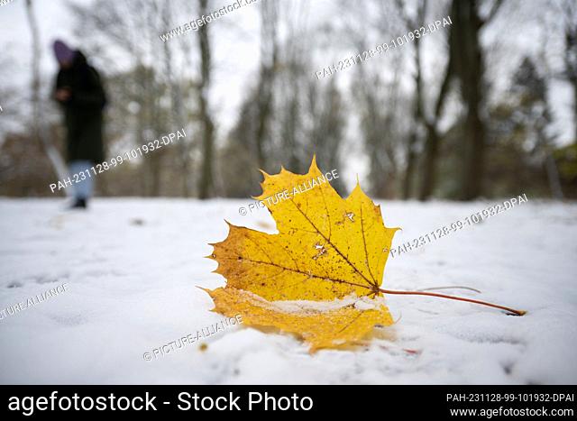 28 November 2023, Berlin: A maple leaf lies on a thin layer of snow in Volkspark Rehberge. On Tuesday, people in Berlin and Brandenburg will have to prepare for...