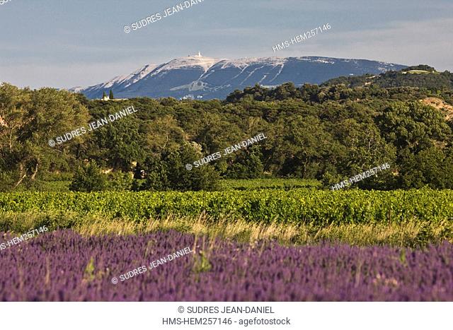 France, Drome, Drome Provencale, Le Pegue, lavender field and AOC Cotes du Rhone vineyard, the Mont Ventoux in the background